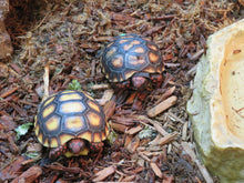 Load image into Gallery viewer, Cherry Head Tortoise