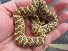 Load image into Gallery viewer, Western Hognose