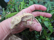 Load image into Gallery viewer, Cappuccino Pinstripe Dalmatian Crested Gecko CG9