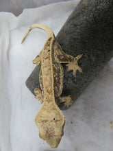 Load image into Gallery viewer, Cappuccino Pinstripe Dalmatian Crested Gecko CG9