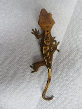 Load image into Gallery viewer, Cappuccino Dalmatian Red/Orange Pin Crested Gecko CG5