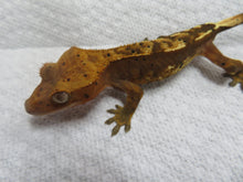 Load image into Gallery viewer, Cappuccino Dalmatian Red/Orange Pin Crested Gecko CG5