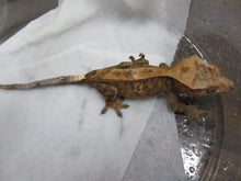 Load image into Gallery viewer, Red Cappuccino Crested Gecko CG29