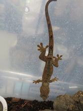 Load image into Gallery viewer, Mossy Prehensile Tailed Gecko aka Chahoua Gecko