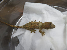 Load image into Gallery viewer, Mossy Prehensile Tailed Gecko aka Chahoua Gecko