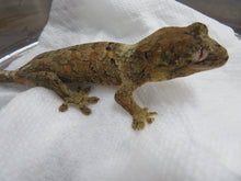 Load image into Gallery viewer, Mossy Prehensile Tailed Gecko aka Chahoua Gecko