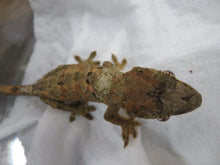Load image into Gallery viewer, Mossy Prehensile Tailed Gecko aka Chahoua Gecko