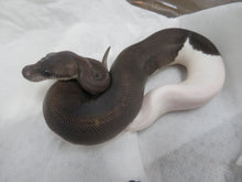 Load image into Gallery viewer, Panda Pied Ball Python