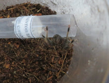 Load image into Gallery viewer, Trinidad Chevron Tarantula