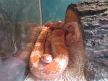 Load image into Gallery viewer, BIG DEAL! Corn Snake or King Snake Special Package