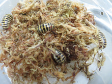 Load image into Gallery viewer, Candy Pill Millipede