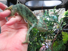 Load image into Gallery viewer, Veiled Chameleon Het Pied Juveniles