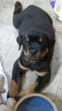 Load image into Gallery viewer, Rottweiler Puppy Female