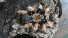 Load image into Gallery viewer, Mexican Fire Leg Tarantula Rehome