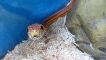 Load image into Gallery viewer, Tessera Corn Snake Rehome