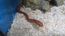 Load image into Gallery viewer, BIG DEAL! Corn Snake or King Snake Special Package