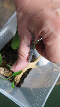 Load image into Gallery viewer, Chameleon Gecko E. agricolae