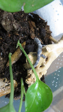 Load image into Gallery viewer, Chameleon Gecko E. agricolae
