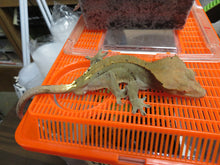 Load image into Gallery viewer, Something wonderful Crested Gecko CG30