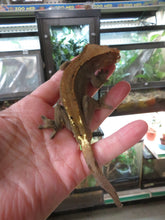 Load image into Gallery viewer, Something wonderful Crested Gecko CG30