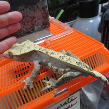 Load image into Gallery viewer, Something wonderful Crested Gecko CG17