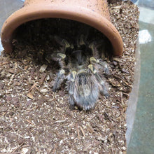 Load image into Gallery viewer, Chaco Golden Knee Tarantula Adult