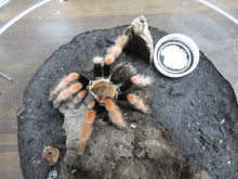 Load image into Gallery viewer, Mexican Fire Leg Tarantula Rehome