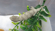 Load image into Gallery viewer, Leachianus Gecko aka New Caledonia Giant Gecko