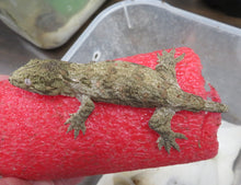 Load image into Gallery viewer, Leachianus Gecko aka New Caledonia Giant Gecko