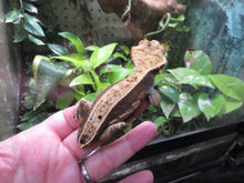 Load image into Gallery viewer, Frappuccino Crest Gecko CG11