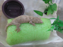 Load image into Gallery viewer, Leachianus Gecko aka New Caledonia Giant Gecko