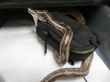 Load image into Gallery viewer, Rat Snake "gulf coast" Rehome