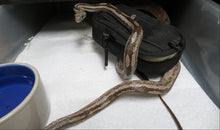Load image into Gallery viewer, Rat Snake "gulf coast" Rehome