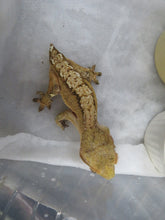 Load image into Gallery viewer, Crested Gecko Rehome CG27