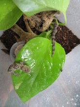 Load image into Gallery viewer, Chameleon Gecko E. agricolae