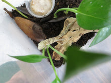 Load image into Gallery viewer, Chameleon Gecko E. agricolae