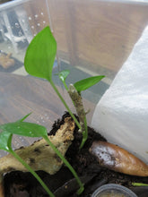 Load image into Gallery viewer, Chameleon Gecko E. agricolae