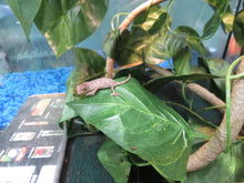 Load image into Gallery viewer, Panther Chameleon baby STAY TUNED!