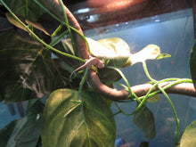 Load image into Gallery viewer, Panther Chameleon baby STAY TUNED!