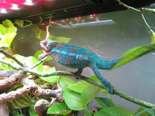 Load image into Gallery viewer, Panther Chameleon baby STAY TUNED!