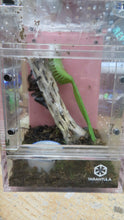 Load image into Gallery viewer, Martinique Pink Toe Tarantula