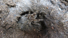 Load image into Gallery viewer, Chaco Golden Knee Tarantula