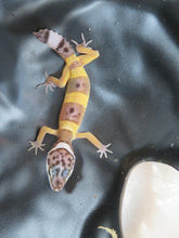 Load image into Gallery viewer, Normal Leopard Gecko Baby (20L)