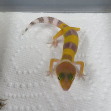 Load image into Gallery viewer, Hypo Leopard Gecko