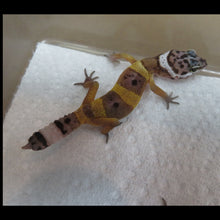 Load image into Gallery viewer, Normal Leopard Gecko Baby (20L)