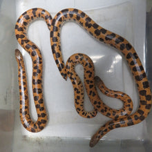 Load image into Gallery viewer, Sunburst Saharan Sand Boa Group of 4