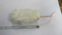 Load image into Gallery viewer, Frozen Jumbo Mouse