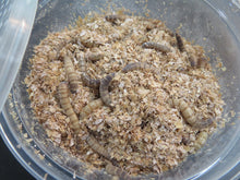 Load image into Gallery viewer, Super Worms 100 Count container