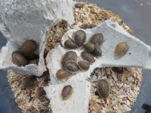 Load image into Gallery viewer, Dubia Roaches 50 count container