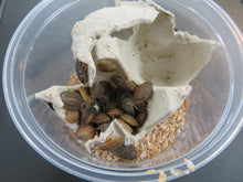 Load image into Gallery viewer, Dubia Roaches 50 count container